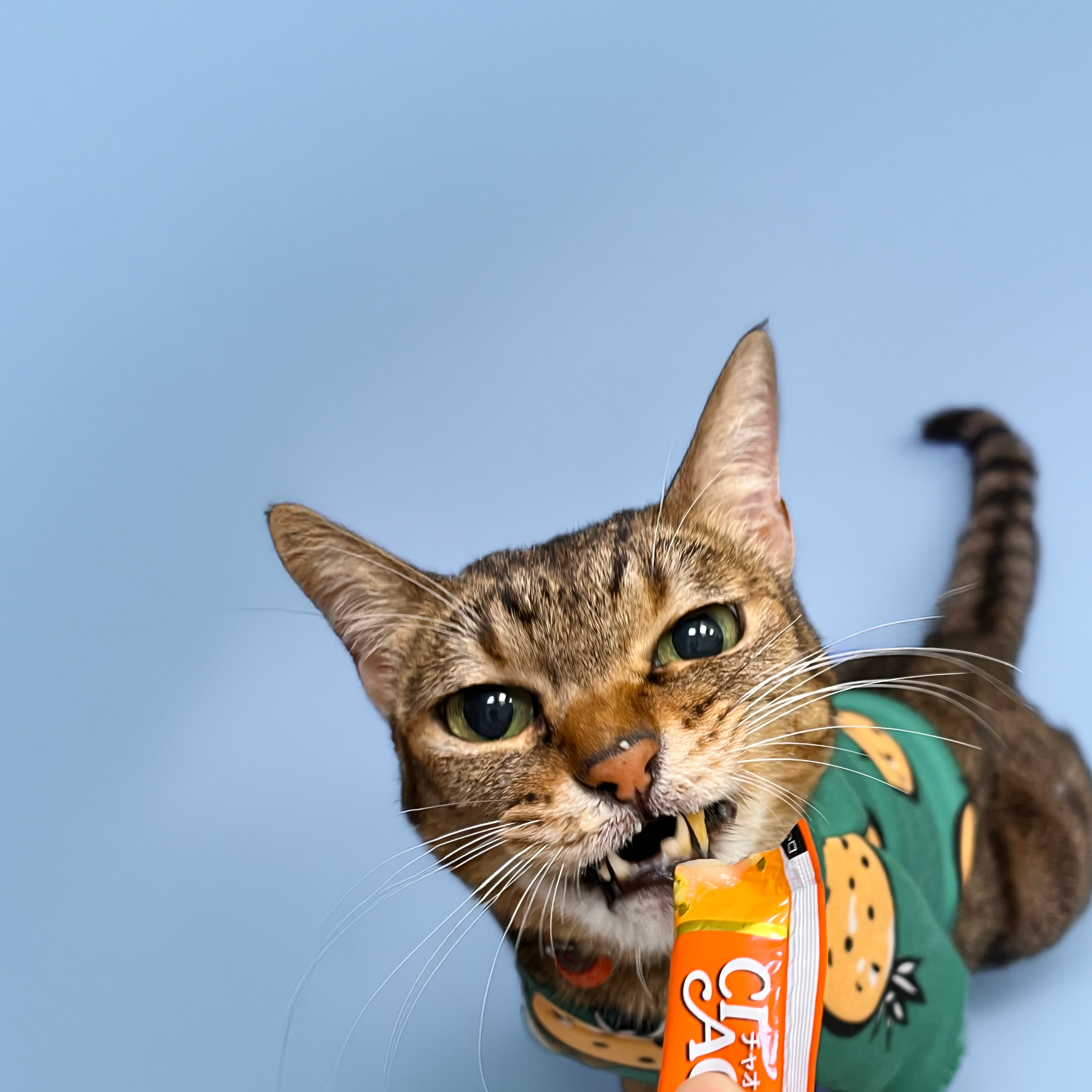 歡迎來到世東動物醫院